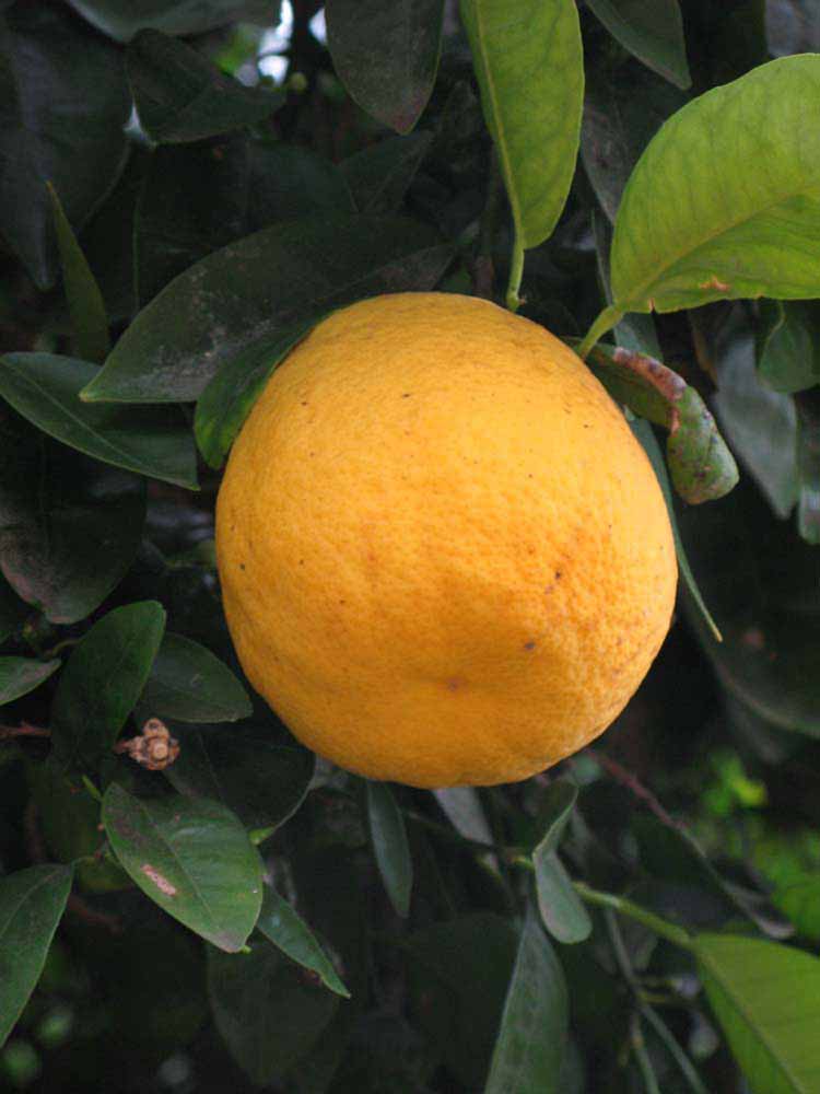            Fruit (Riverside, CA)   